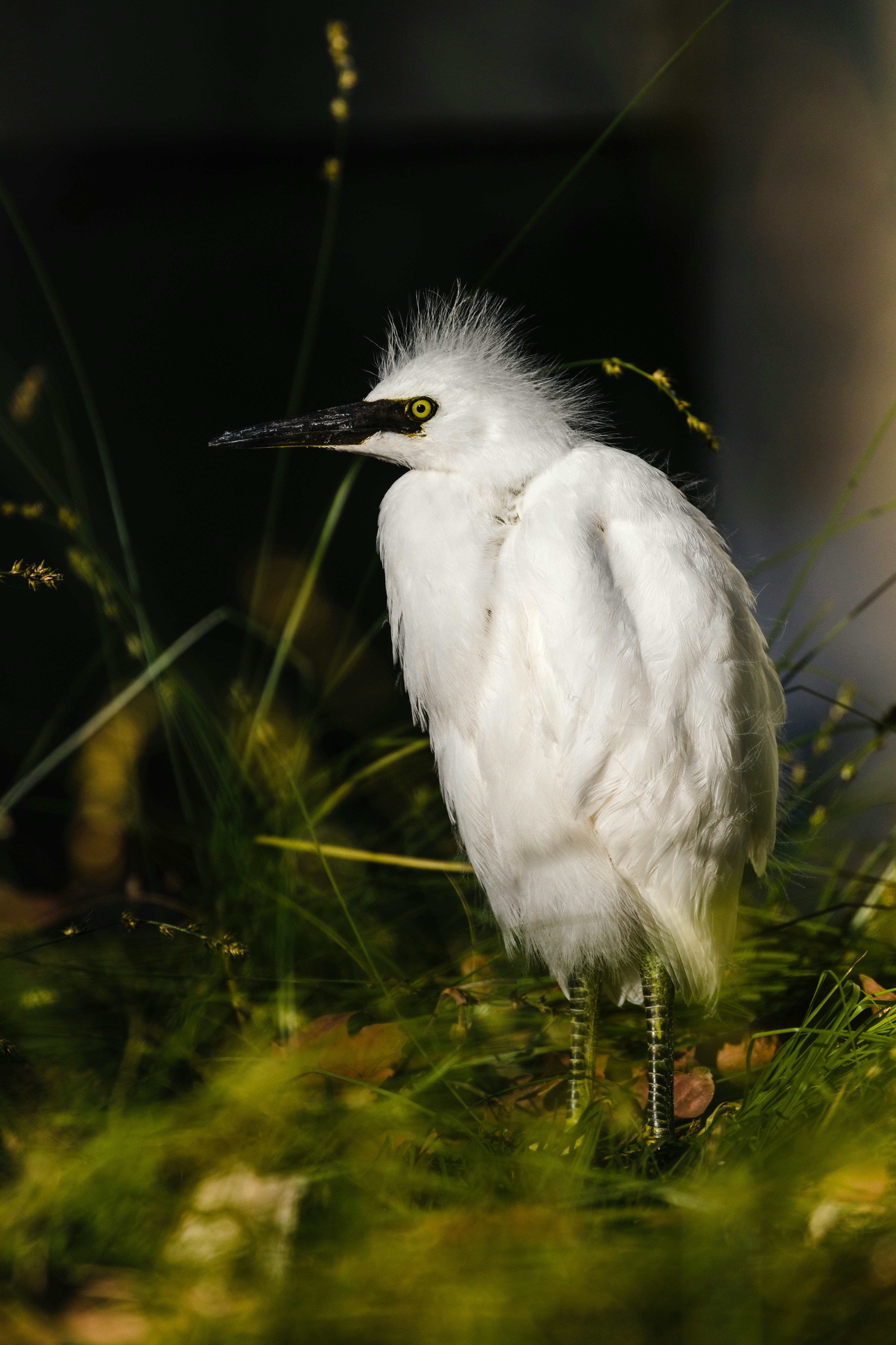 white bird on green grass